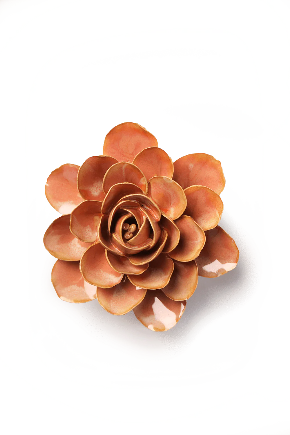 Peach Pink Begonia